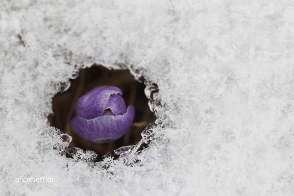 Frühlings-Krokus (Crocus vernus ssp.)